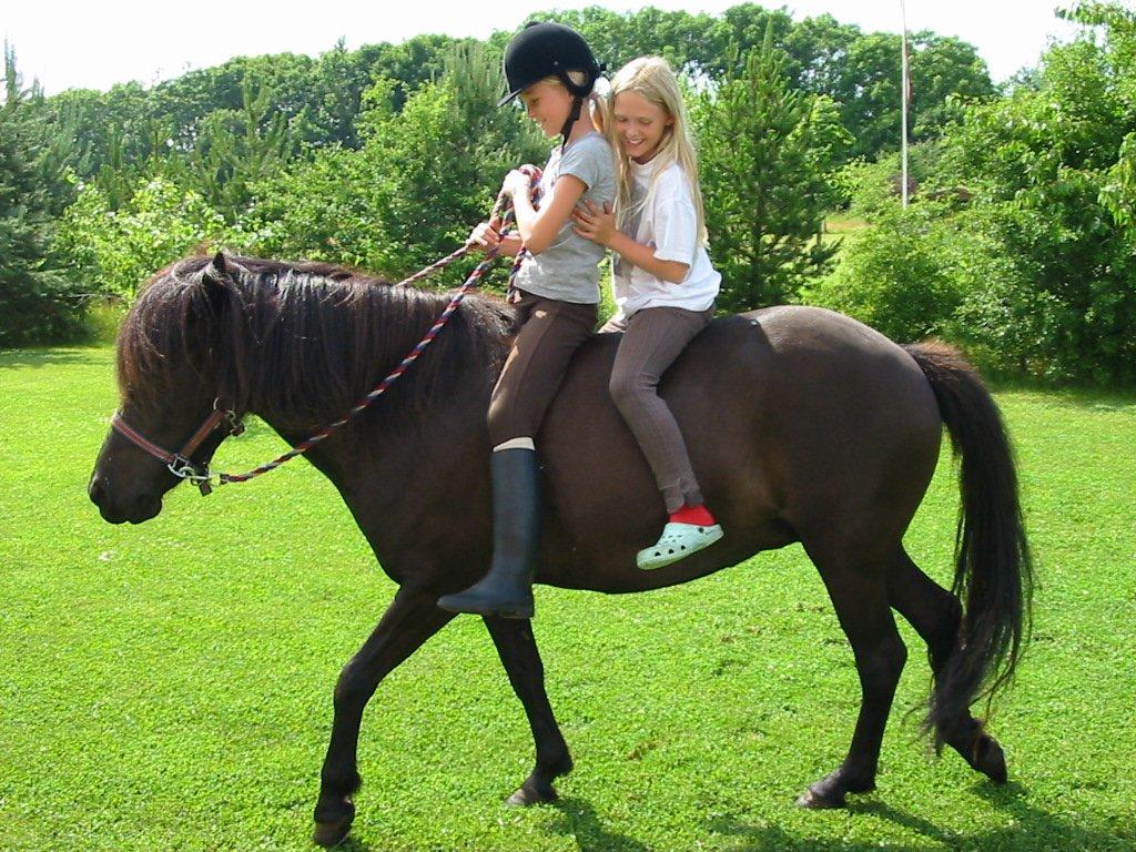 Islænder svertla billede 16