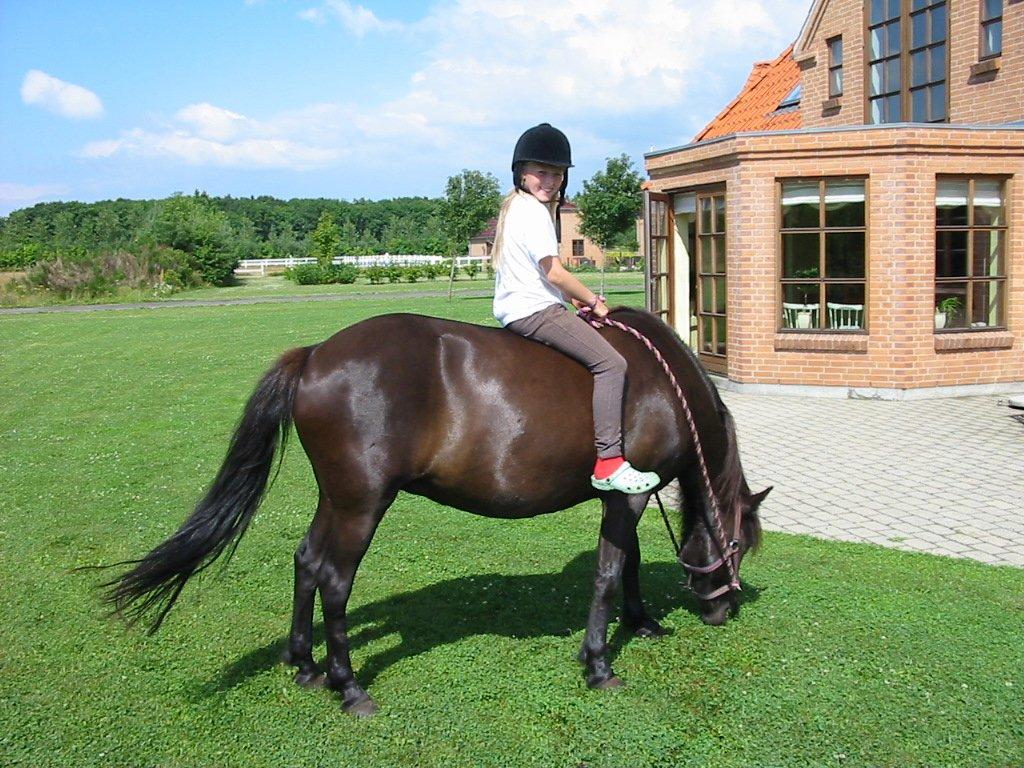 Islænder svertla - hygge billede 17