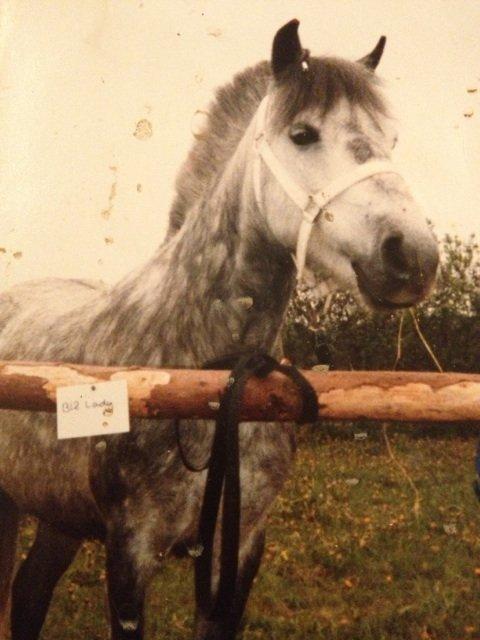 Anden særlig race Lady - Lady i hendes unge dage. billede 3