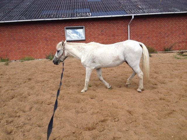 Anden særlig race Lady - Lady som hun ser ud i dag billede 4