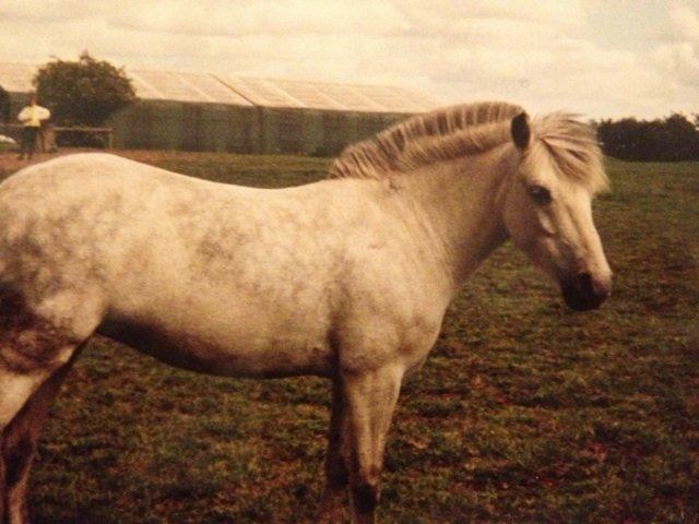 Anden særlig race Lady billede 5