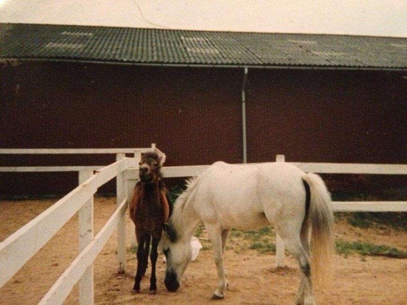Anden særlig race Lady billede 7