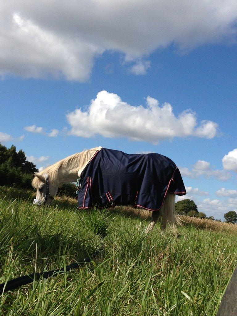 Anden særlig race Lady billede 9