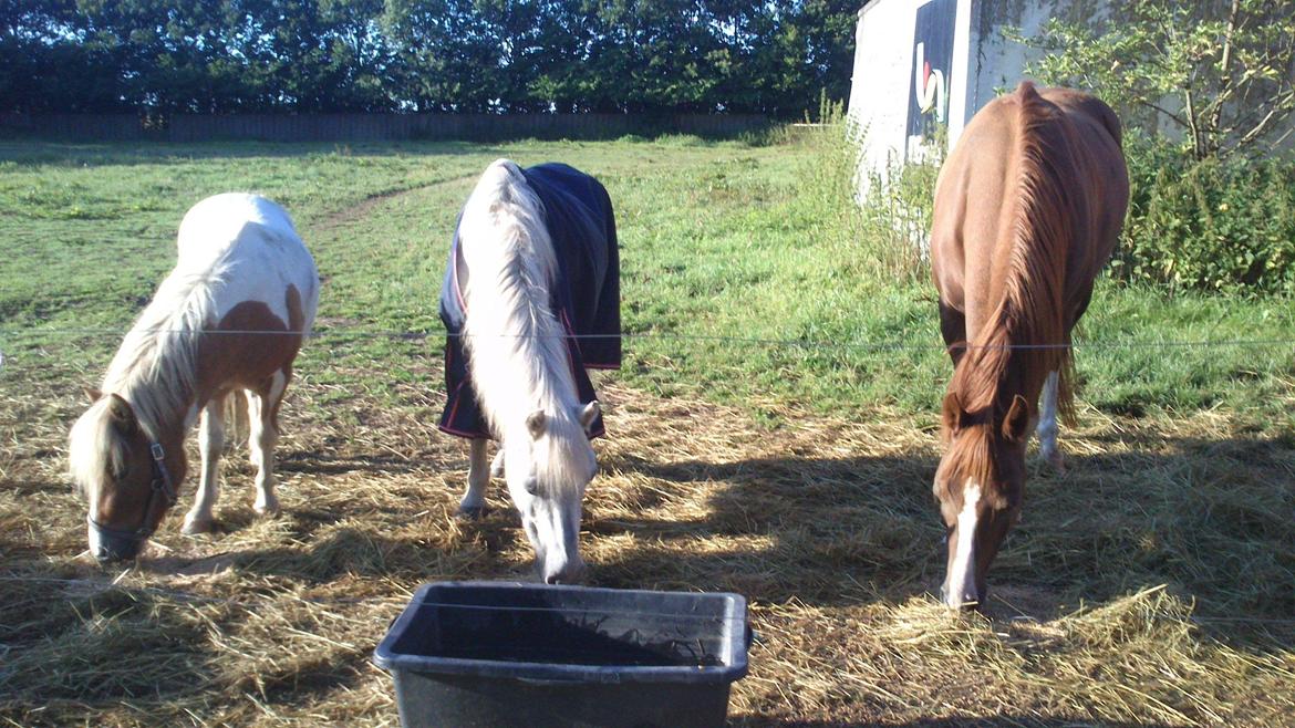 Anden særlig race Lady billede 1