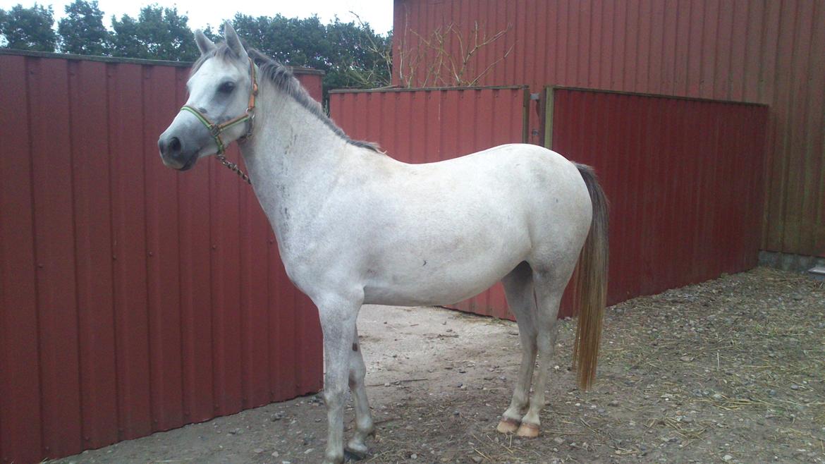 Anden særlig race Langholtgårds Lulu billede 1