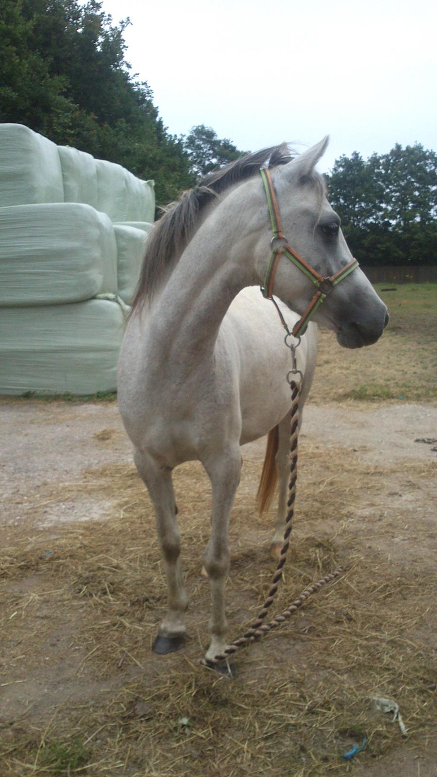 Anden særlig race Langholtgårds Lulu billede 2