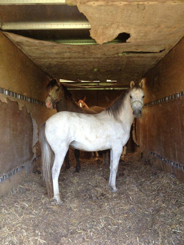 Anden særlig race Langholtgårds Lulu billede 3