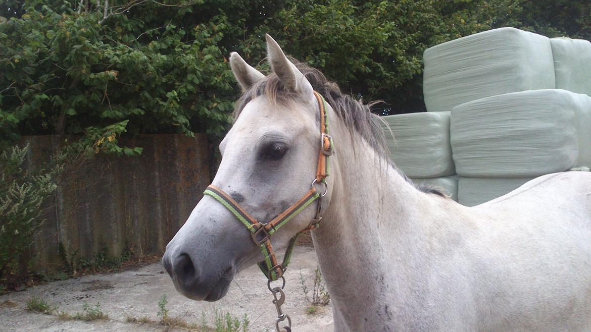 Anden særlig race Langholtgårds Lulu billede 5