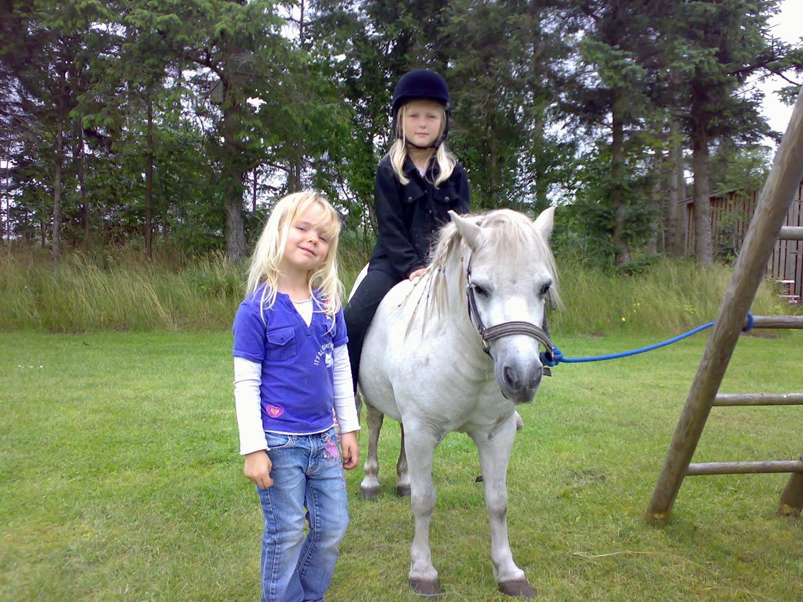 Shetlænder snehvide billede 4