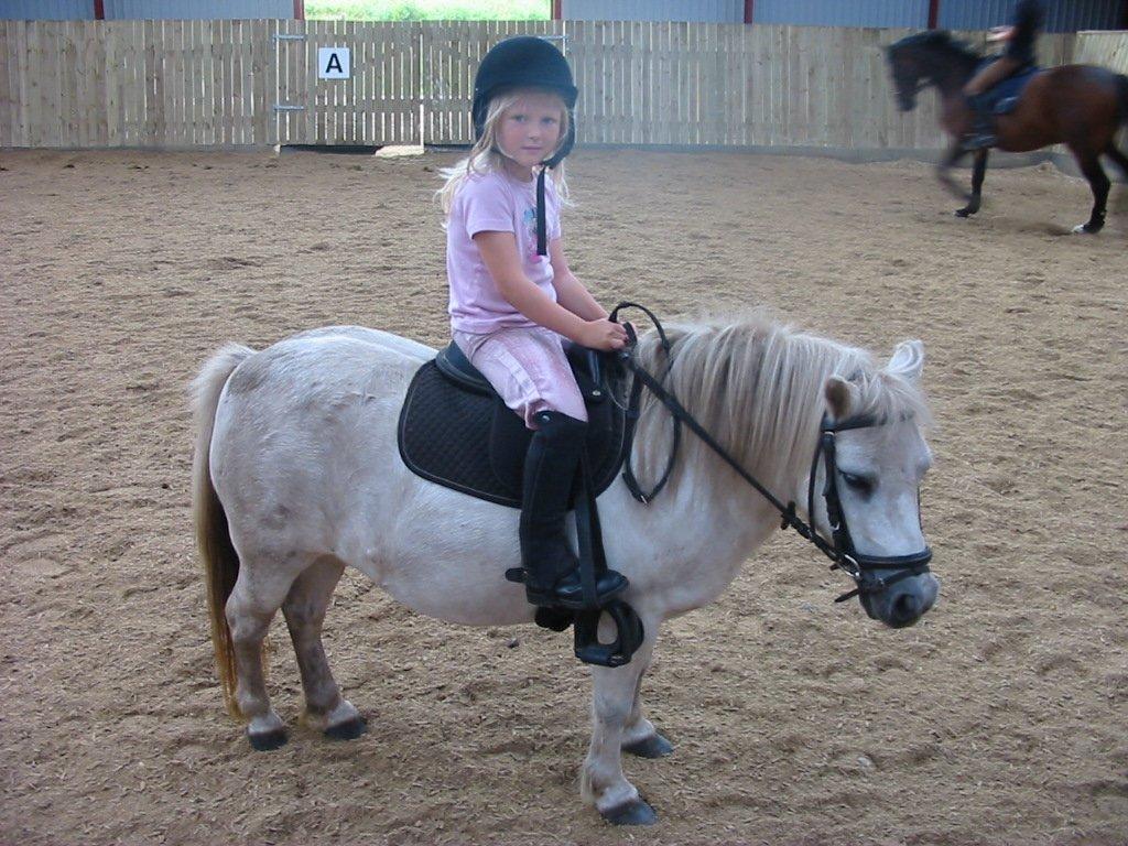 Shetlænder snehvide - bøjlerne er måske lidt for lange billede 5