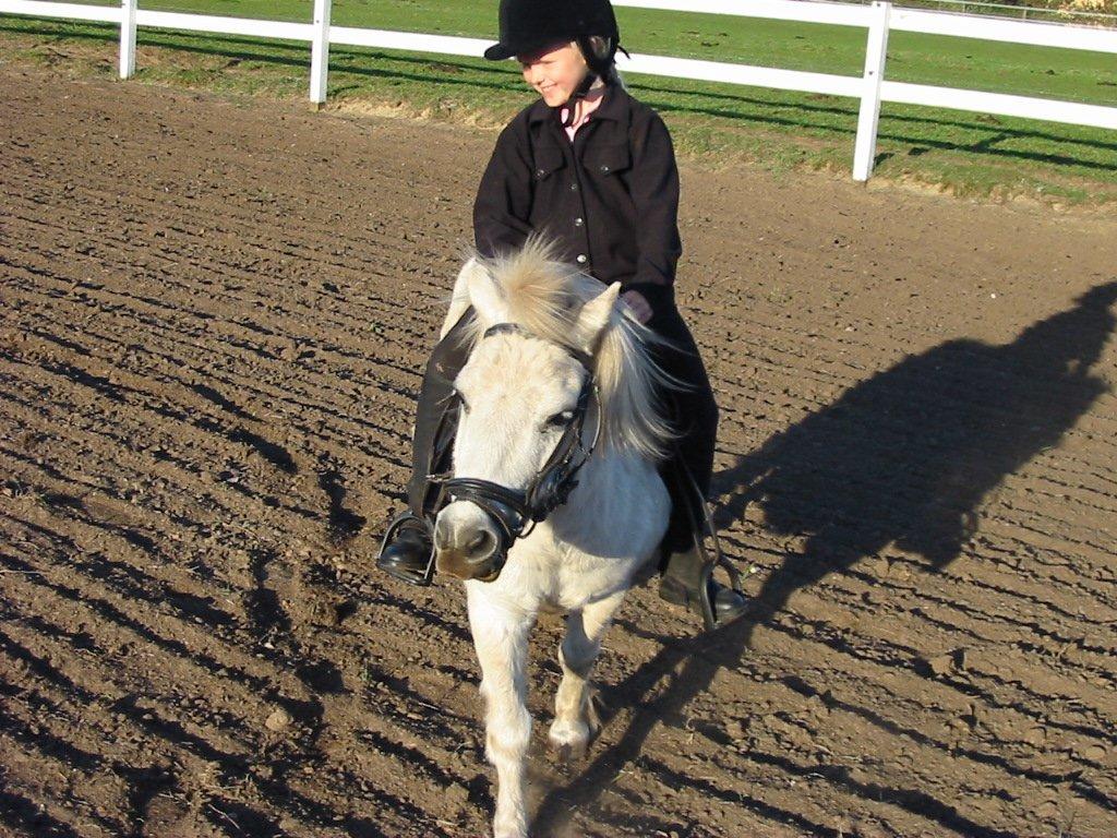 Shetlænder snehvide billede 8