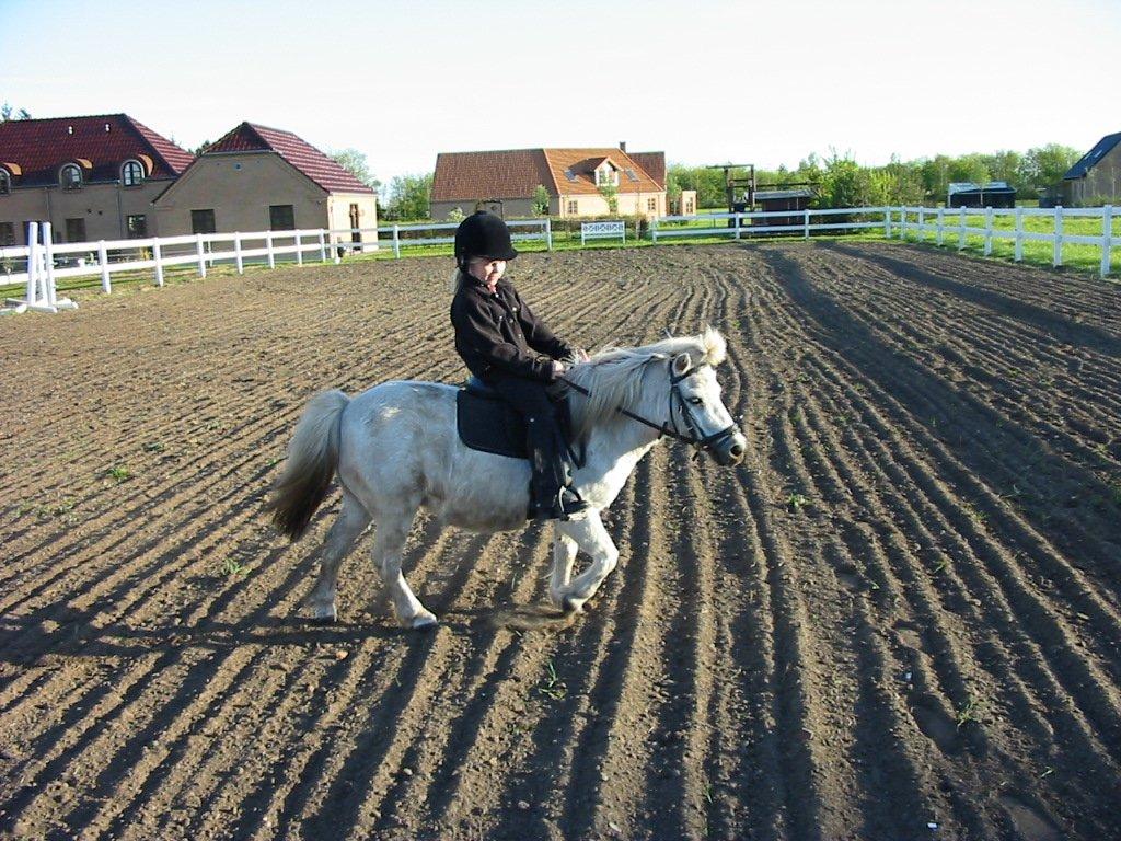 Shetlænder snehvide billede 9