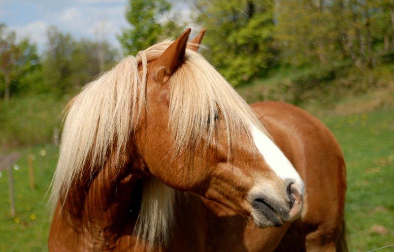 Haflinger Prins Hans -  | 2 | Der findes ikke én der er perfekt, men vi to er perfekte sammen. Foto: Mig billede 2