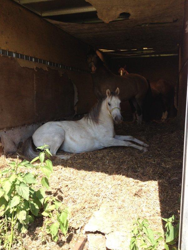 Anden særlig race Langholtgårds Lulu billede 6