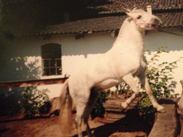 Anden særlig race Lady billede 10