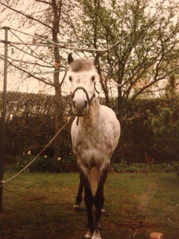 Anden særlig race Lady billede 11
