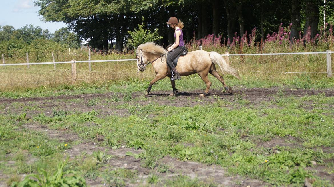 Islænder Lysingur fra Nr. Tang billede 17