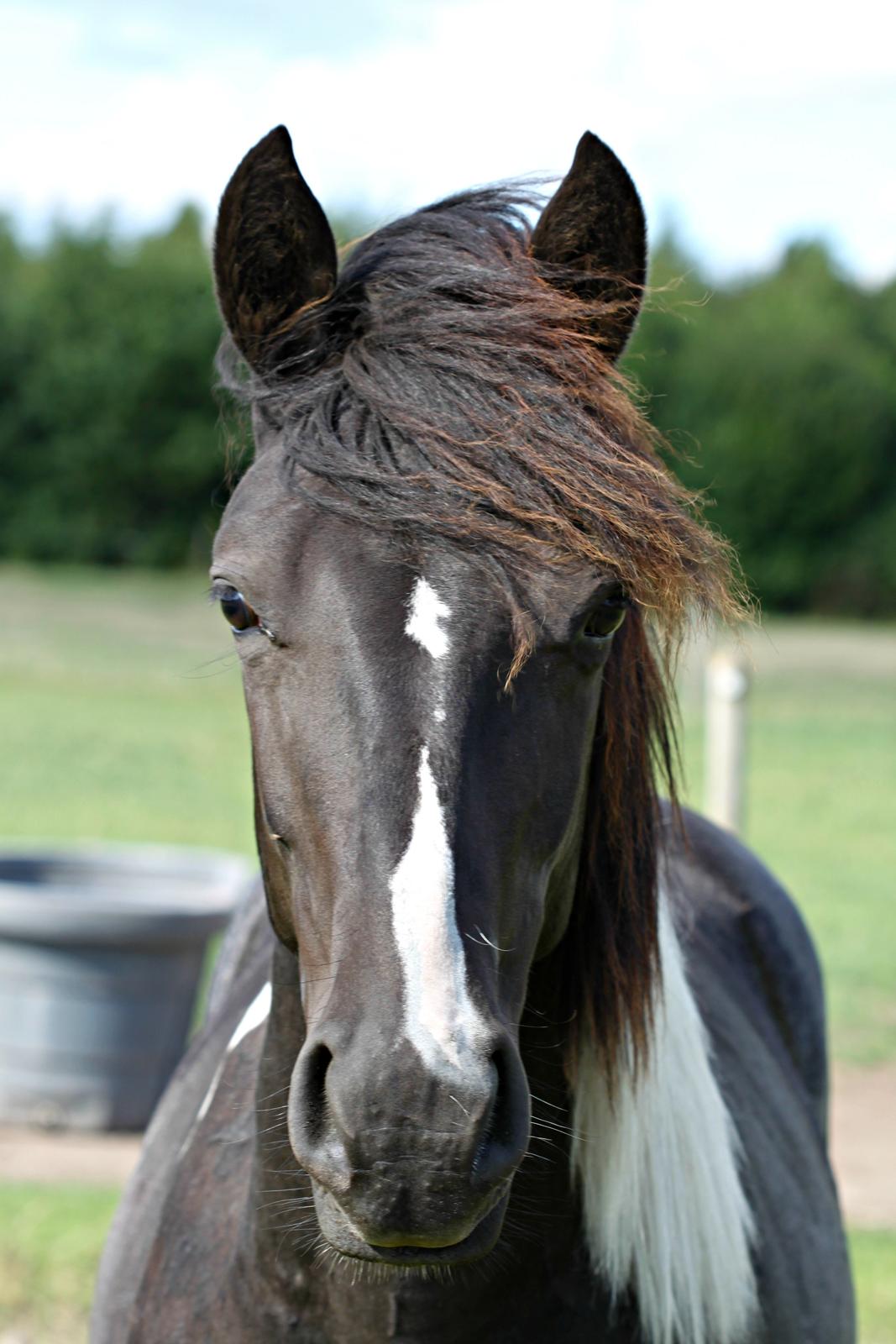 Pinto Moesgaards Baloo. - Smækre Baloo på 15 måneder! <3 billede 3