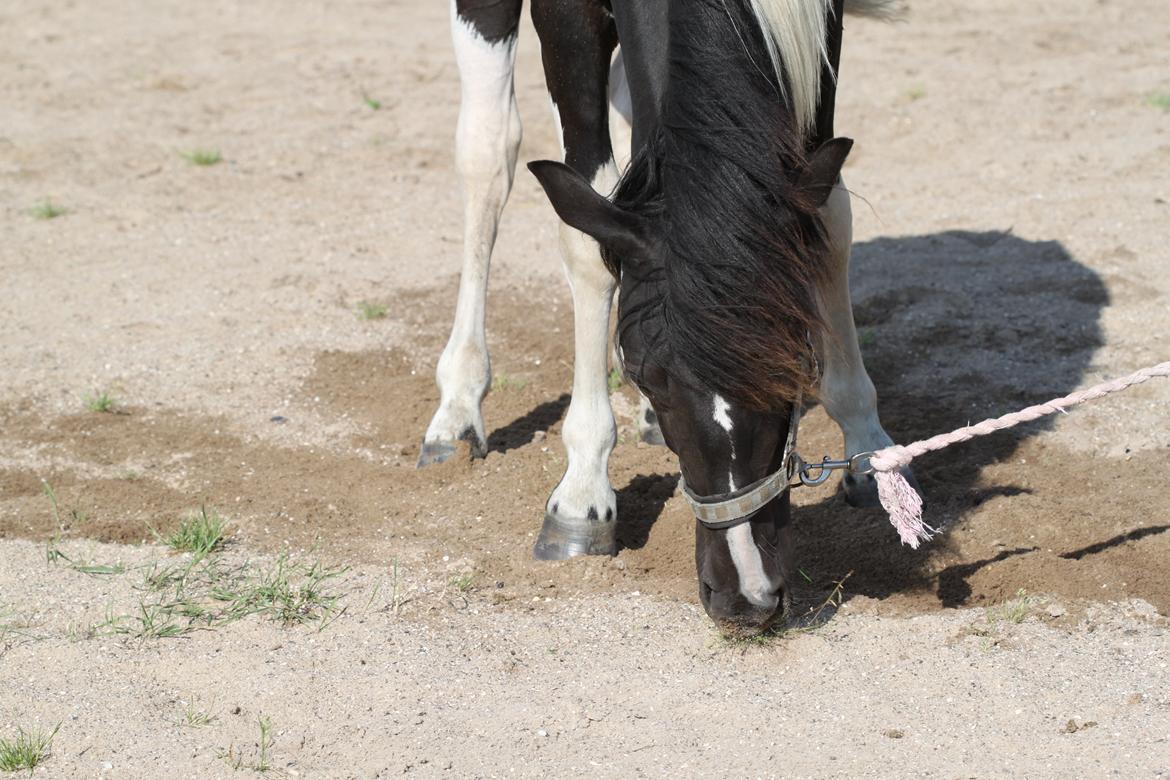 Pinto Moesgaards Baloo. - 15 måneder gammel. billede 10