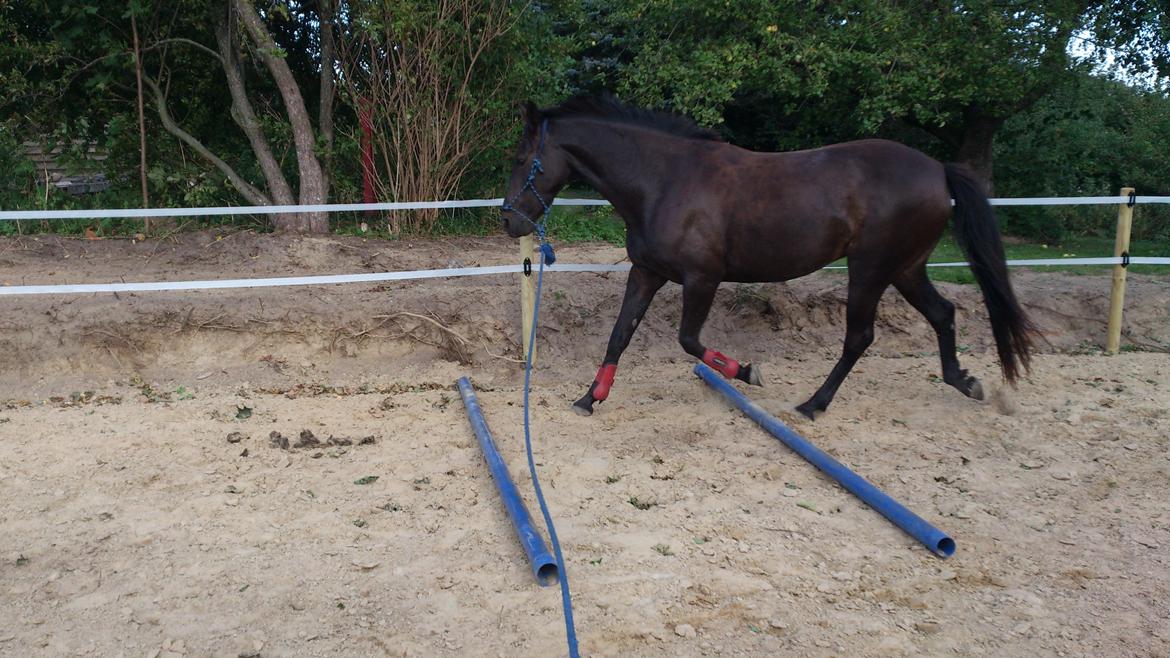 Traver New S (Daisy) R.I.P billede 16