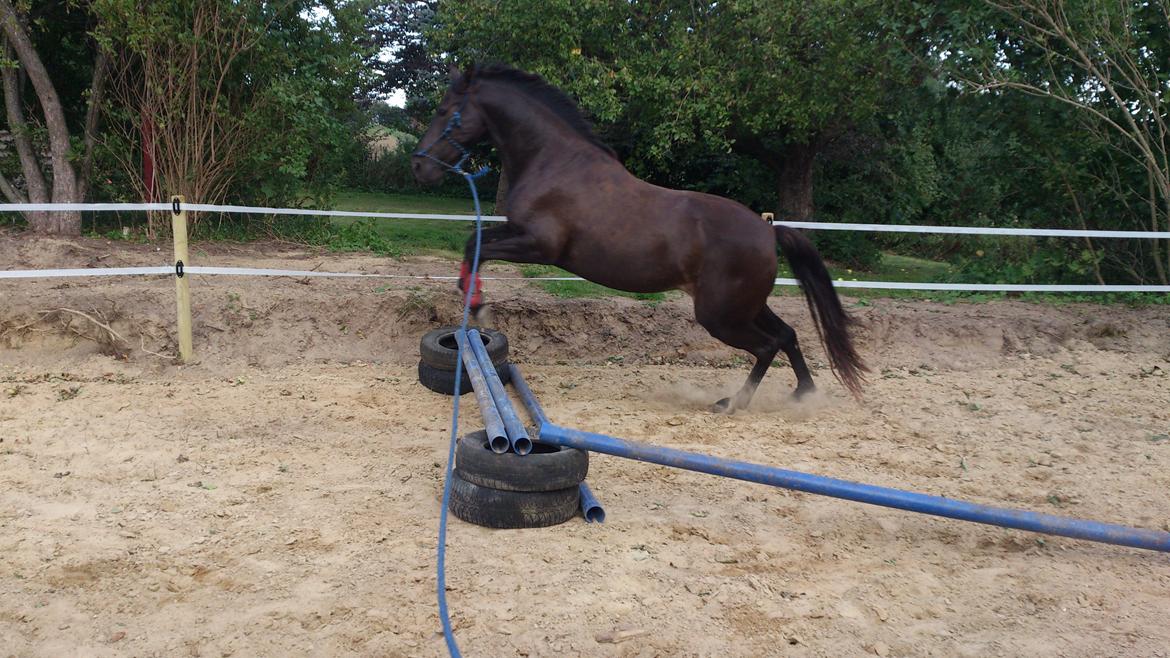 Traver New S (Daisy) R.I.P - Jeg ved godt hvem min bedste ven er,
  ikke hende som giver mig mod til at springe men,
  hende som tager springet med mig. billede 6