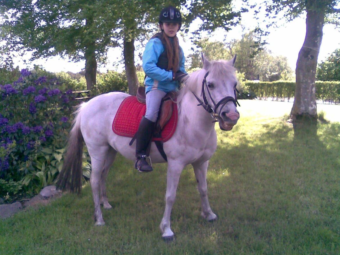 Welsh Pony (sec B) Zafir billede 20