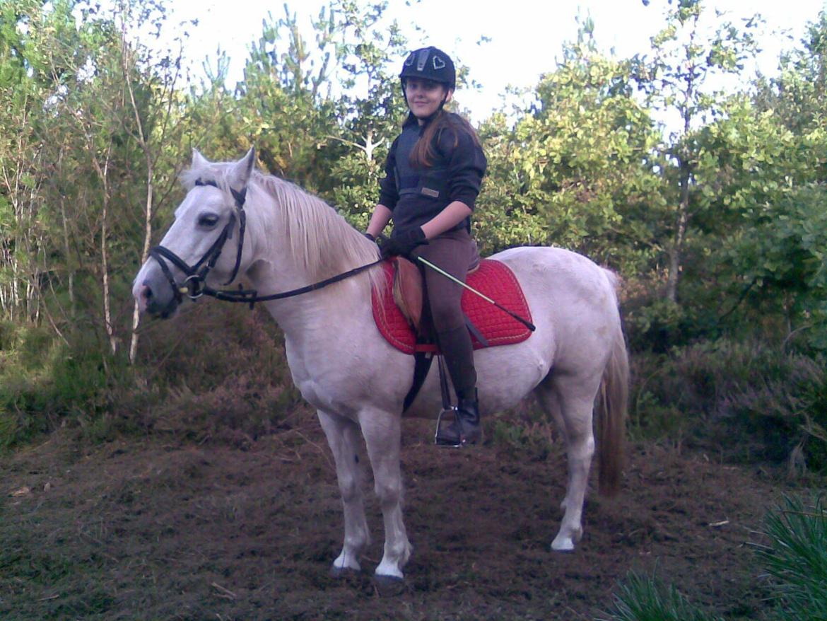 Welsh Pony (sec B) Zafir billede 21