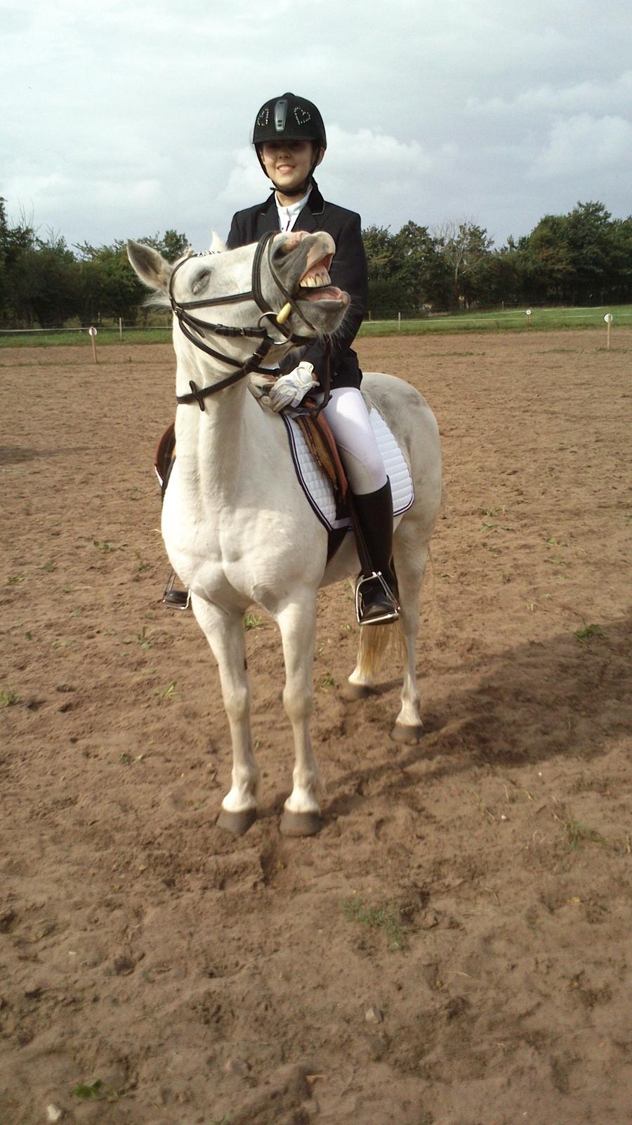 Welsh Pony (sec B) Zafir - Hun var blevet lidt træt efter programmet <3 billede 7