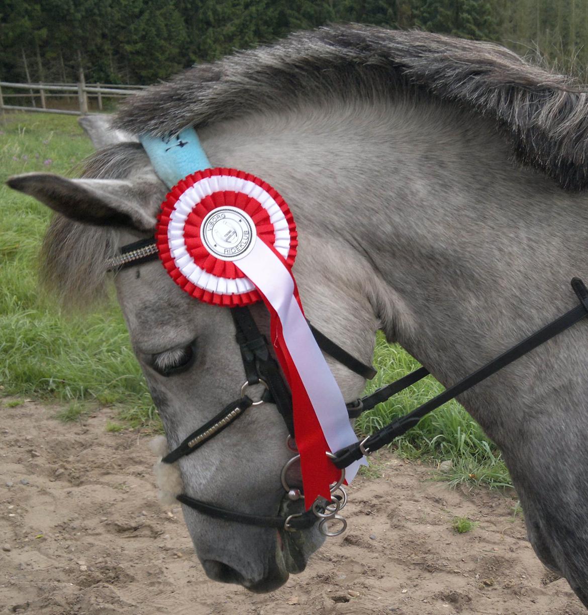 Anden særlig race Sugar - VIR sep- 13 billede 2