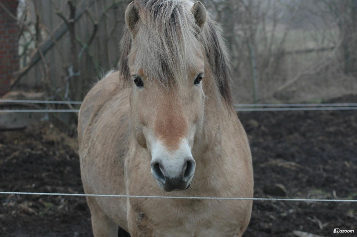 Fjordhest Sputnik billede 2