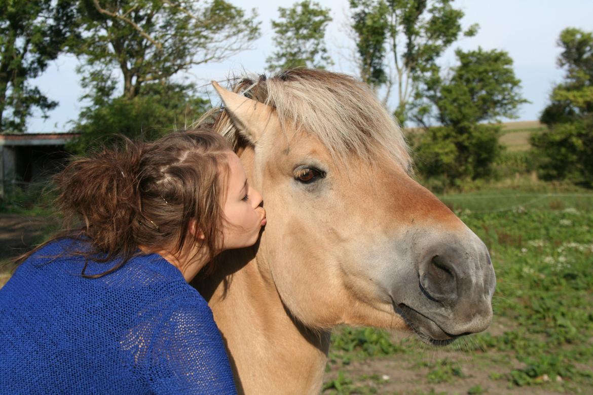 Fjordhest Sputnik billede 1