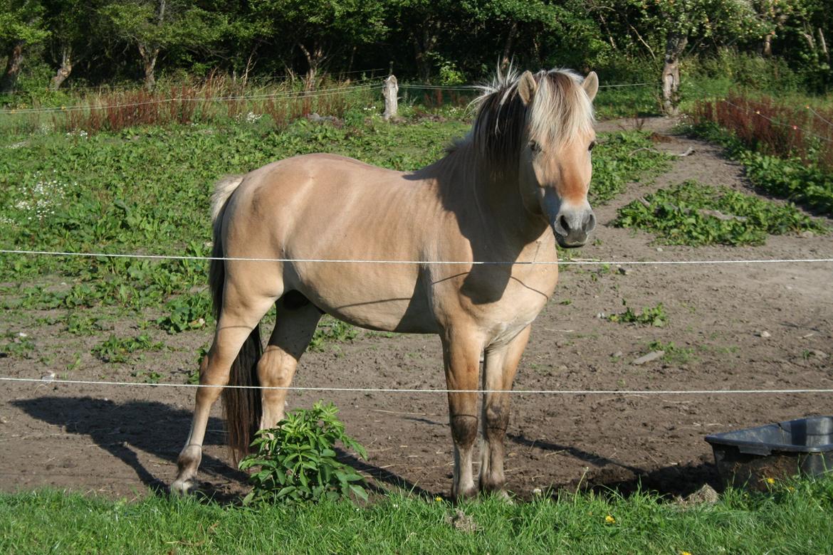 Fjordhest Sputnik billede 5