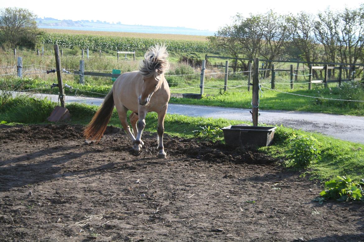 Fjordhest Sputnik billede 6