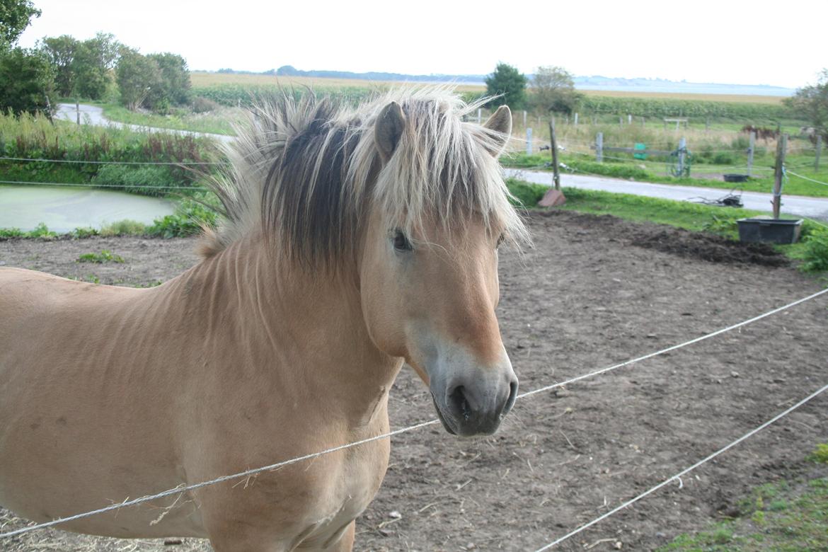 Fjordhest Sputnik billede 8