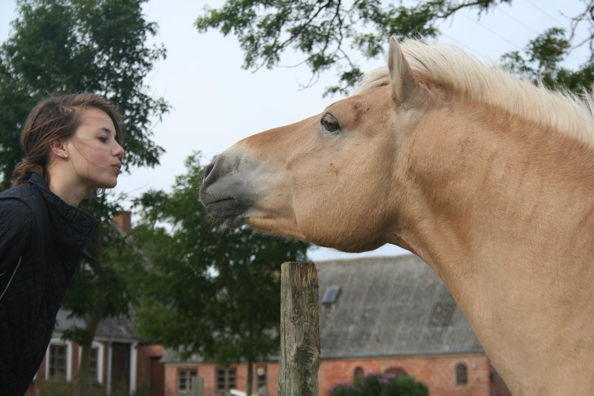 Fjordhest Sputnik billede 9