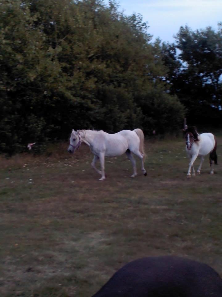 Anden særlig race Mille billede 1