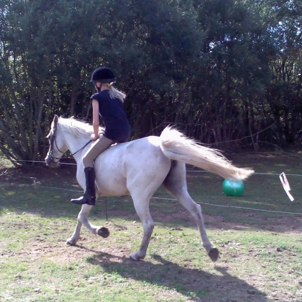 Anden særlig race Mille billede 2