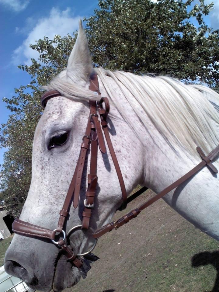 Anden særlig race Mille billede 3