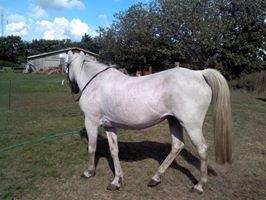 Anden særlig race Mille billede 4