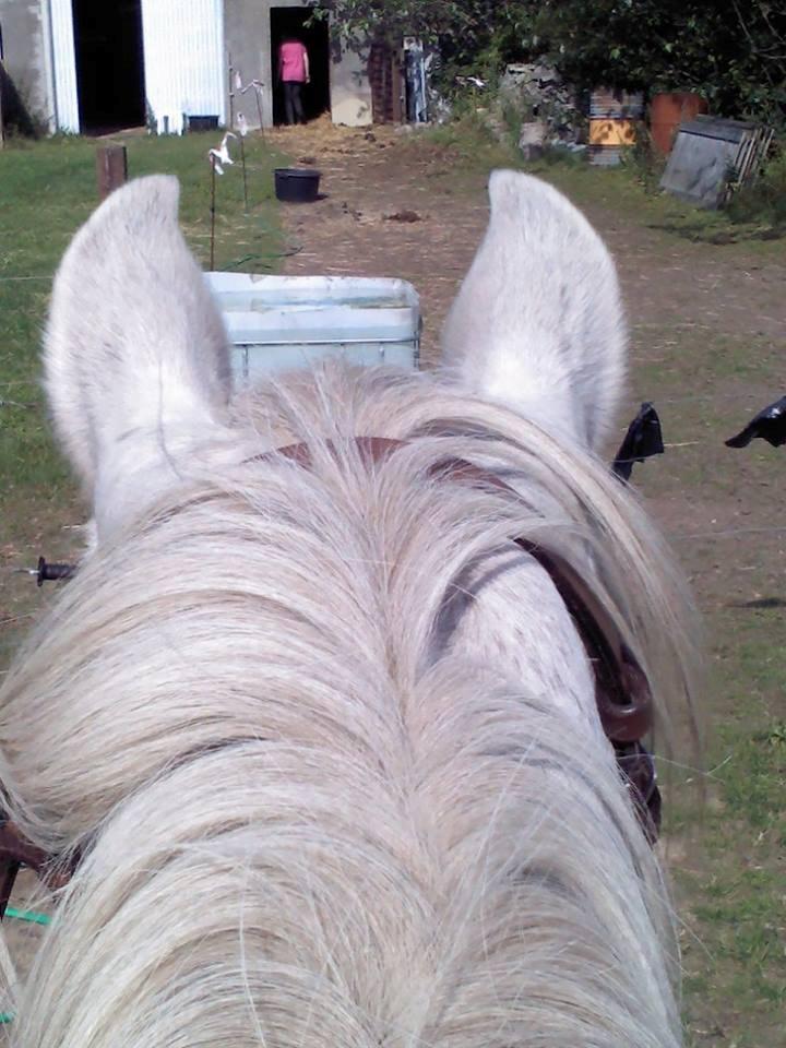 Anden særlig race Mille billede 6