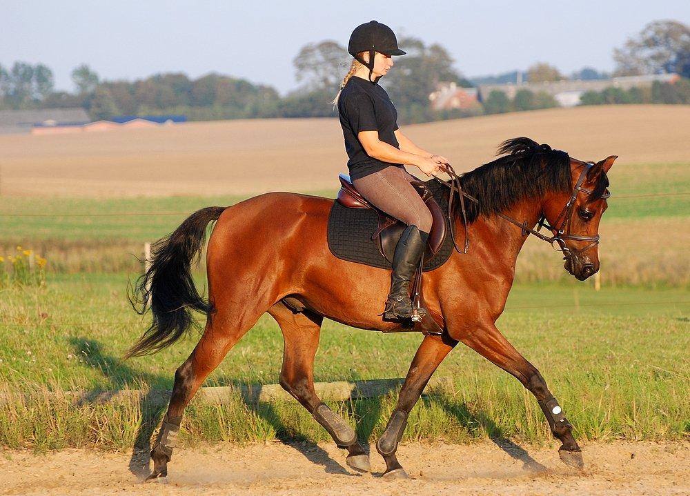 Arabisk fuldblod (OX) Psynselino (SOLGT) - D. 5 September 2013. Ponyen med på DK ridecenter hos min veninde inden stævne I tyskland. billede 17