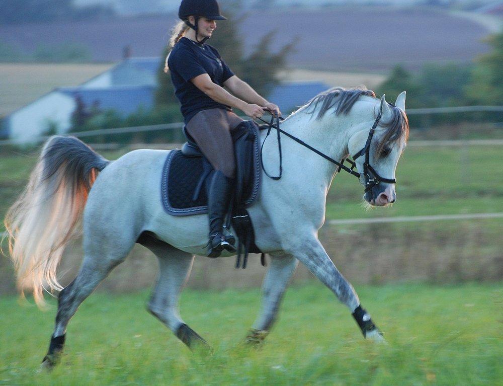 Arabisk fuldblod (OX) TIL MINDE om Gaudeamus - DK Ridecenter 2013 billede 36