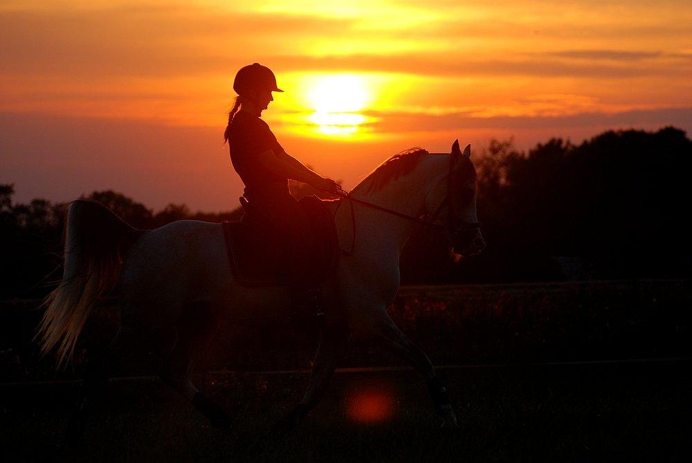 Arabisk fuldblod (OX) TIL MINDE om Gaudeamus - DK Ridecenter 2013 billede 38