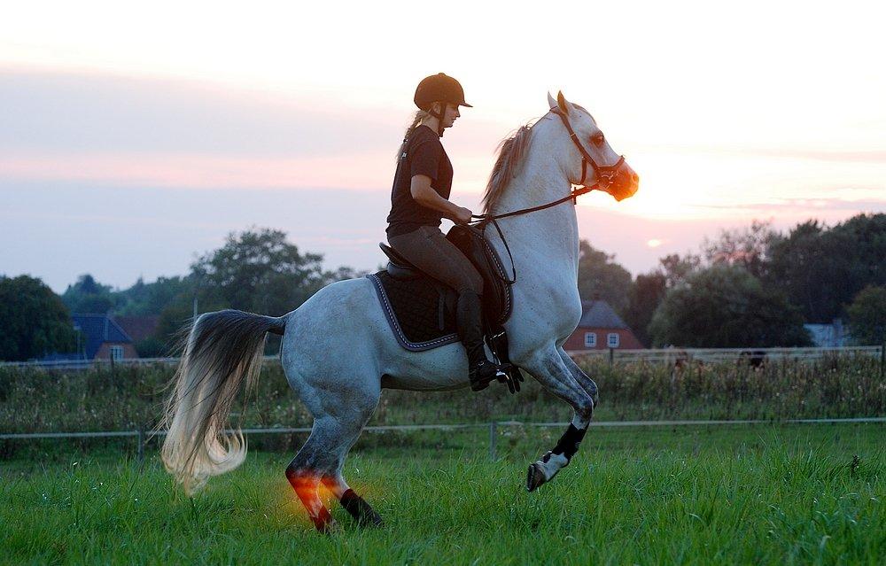 Arabisk fuldblod (OX) TIL MINDE om Gaudeamus - DK Ridecenter 2013 billede 15