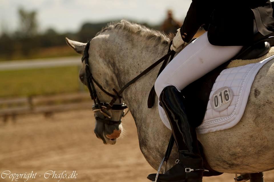 Anden særlig race Armani - B-pony billede 9