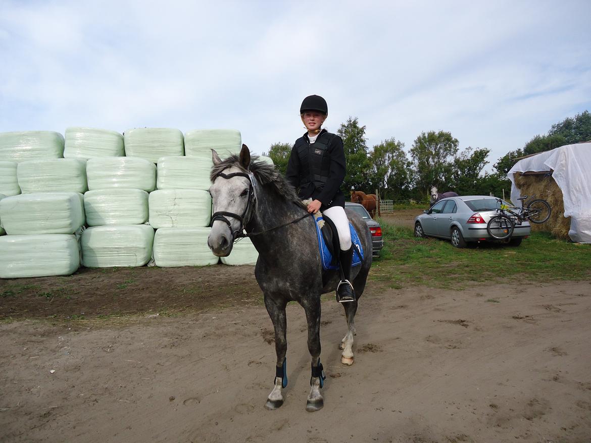 New Forest | Cavallino | - Til vores første springstævne sammen :D billede 13