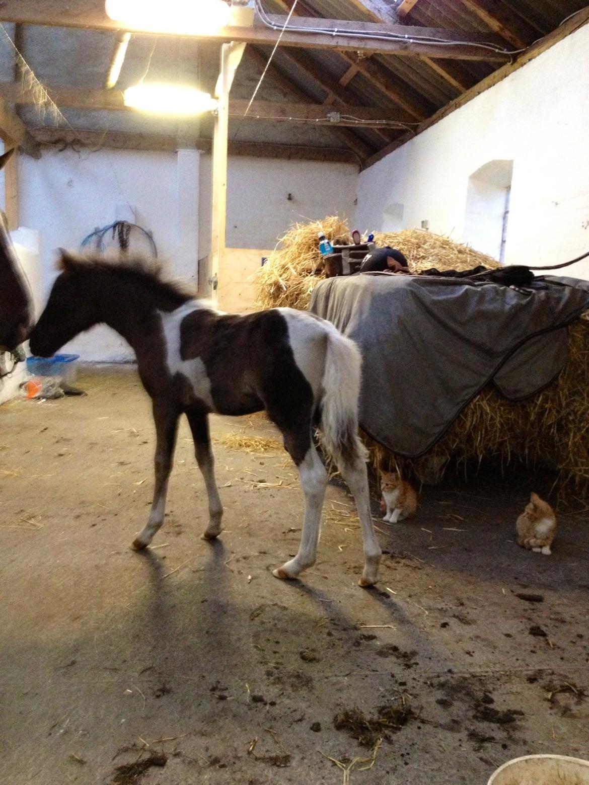 Anden særlig race Gucci billede 16