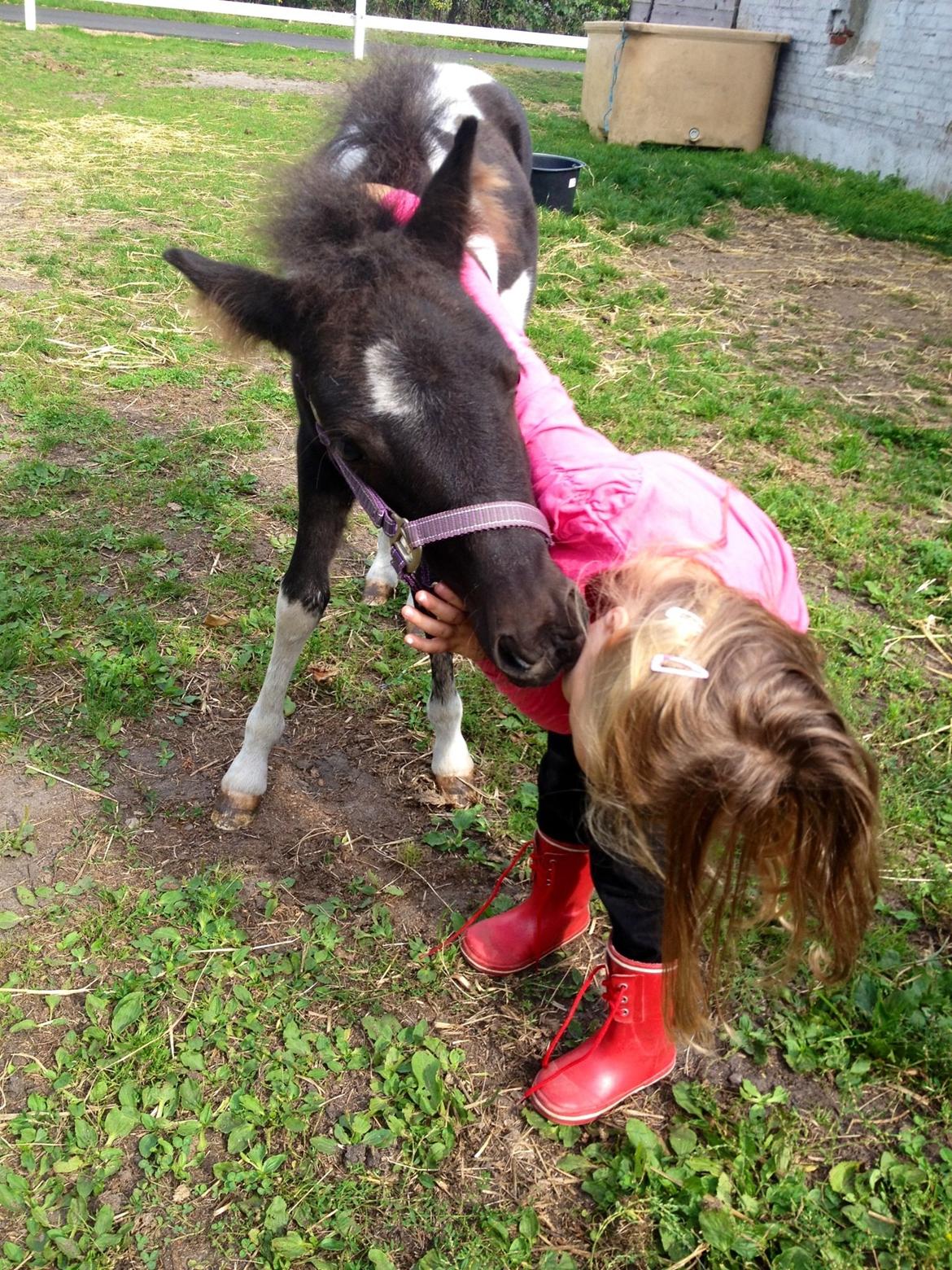Anden særlig race Gucci billede 17