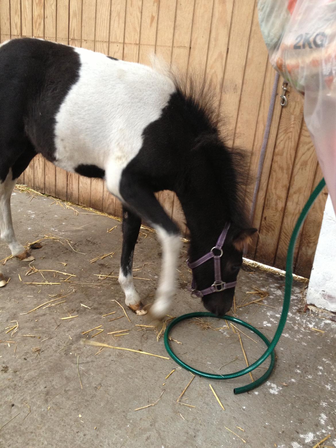 Anden særlig race Gucci billede 18