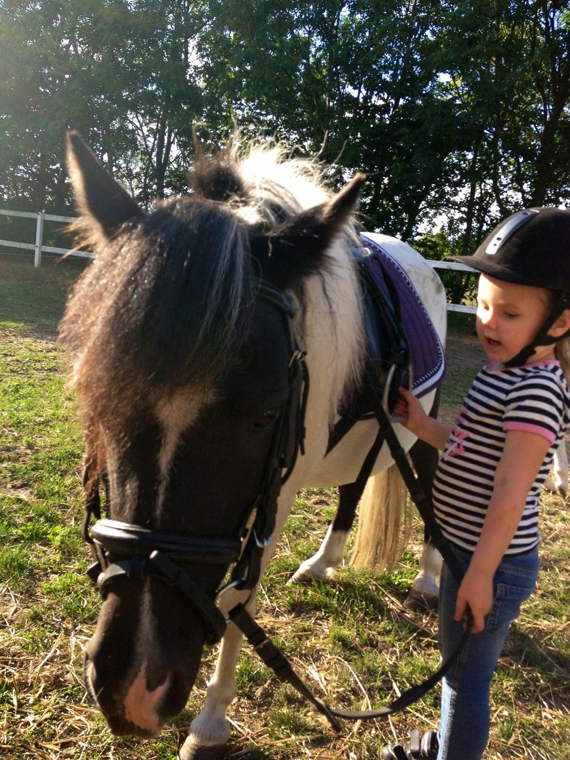 Anden særlig race Perle billede 14